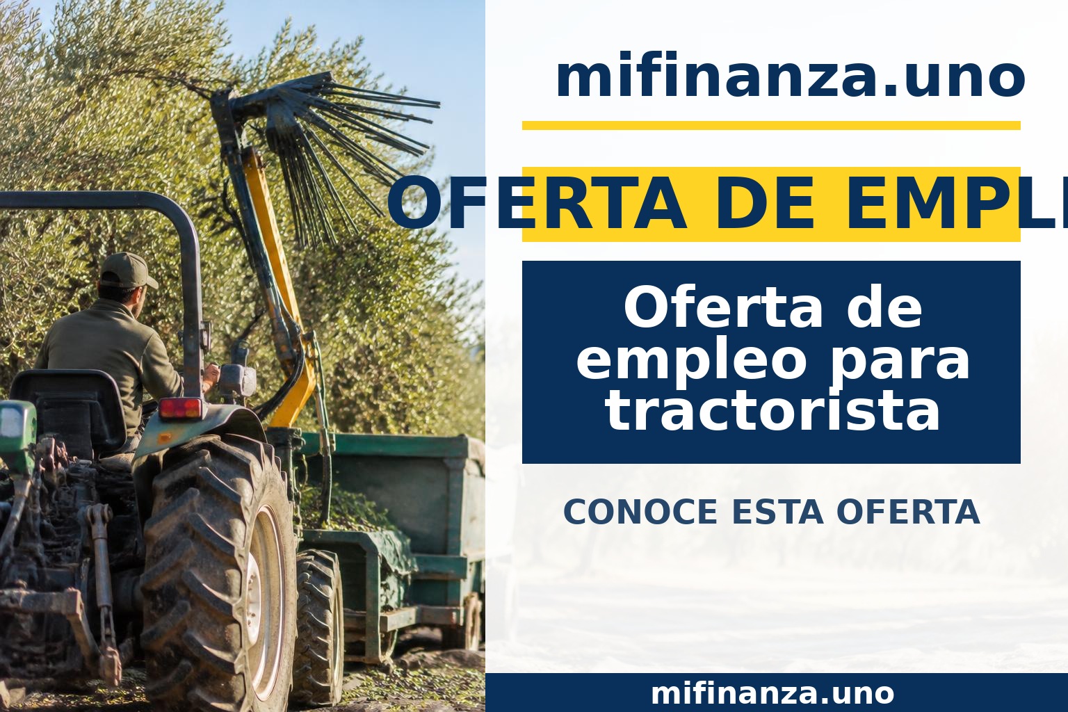 Tractor con paraguas vibrador trabajando en un olivar durante la recolección de aceitunas